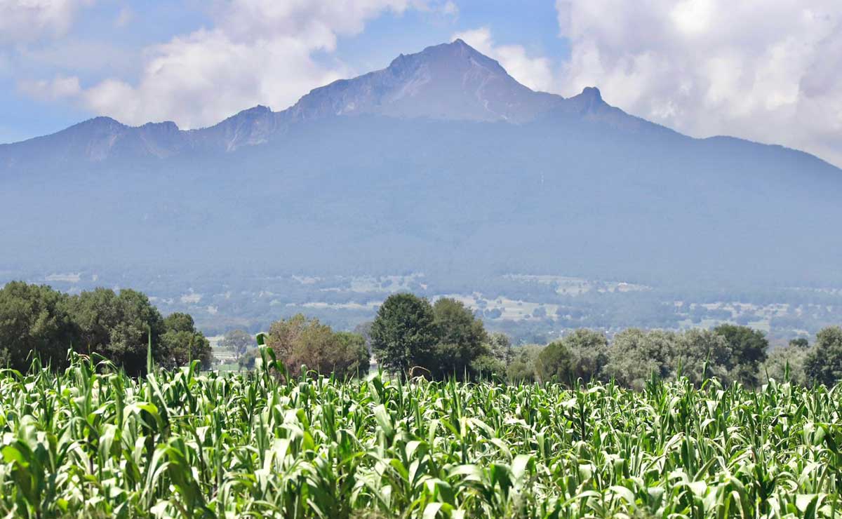 FLORECE LA SIEMBRA
