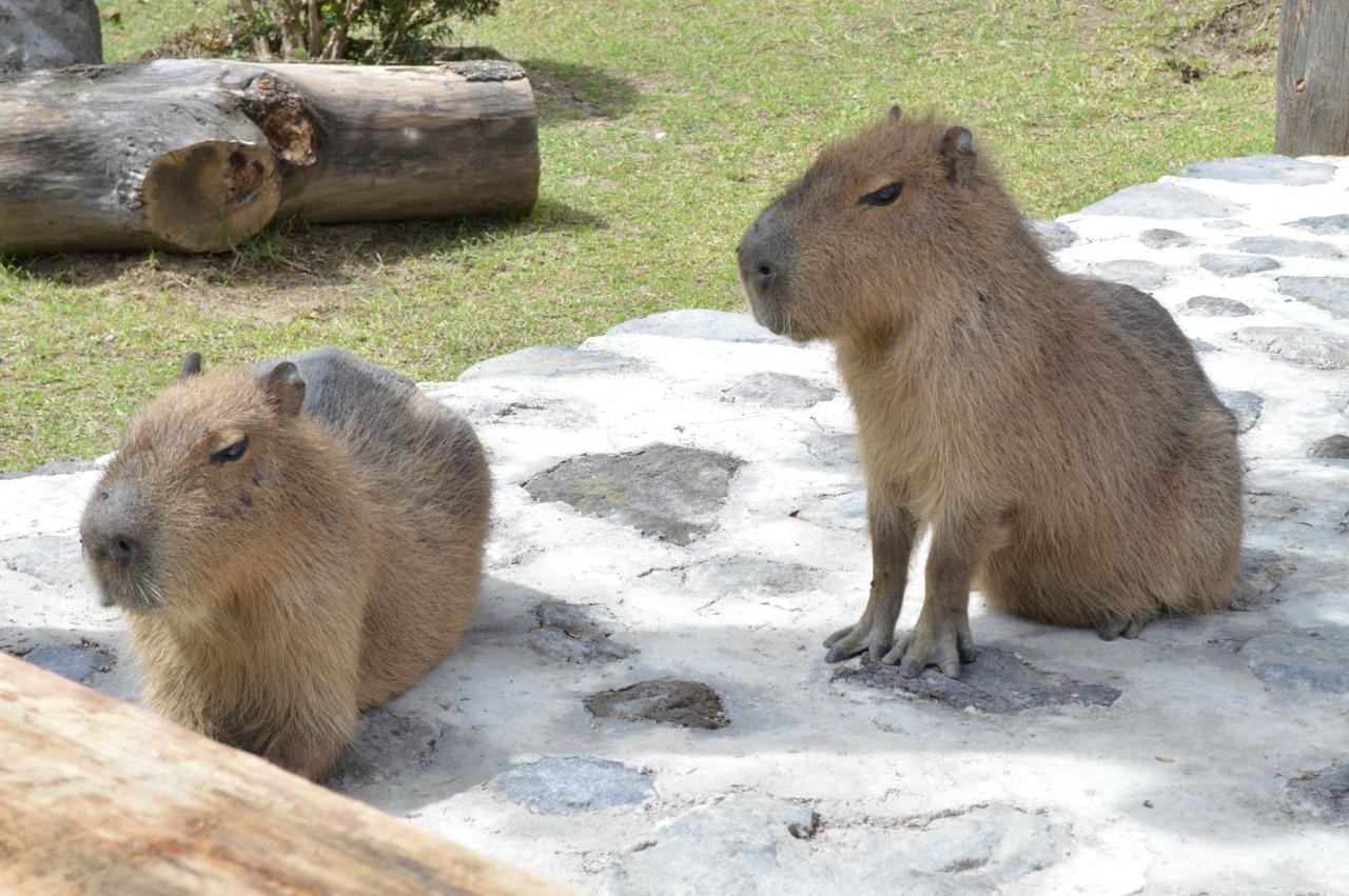 Los capibaras son muy populares / EsImagen