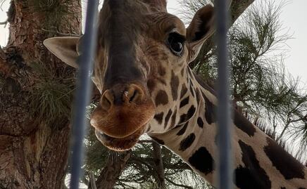Esta es la red de criminales detrás de Benito