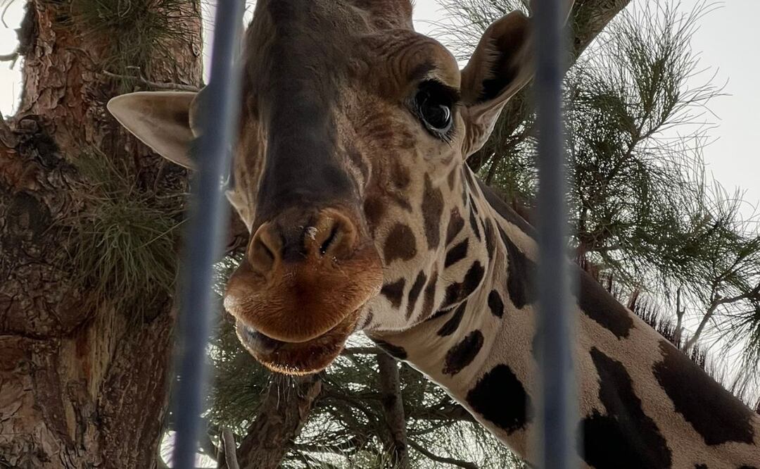 El primer nombre de Benito fue Pirru hasta antes de que empezaran a traficar con él | Foto: X Salvemos a Benito