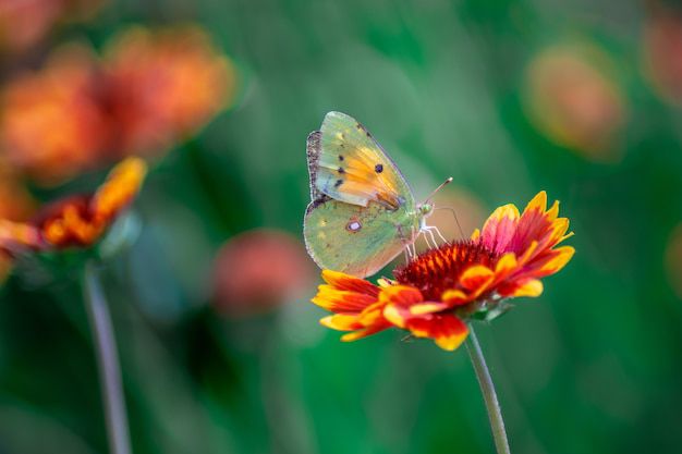 El significado de la visita de una mariposa según el Feng Shui. Fuente: Freepik.