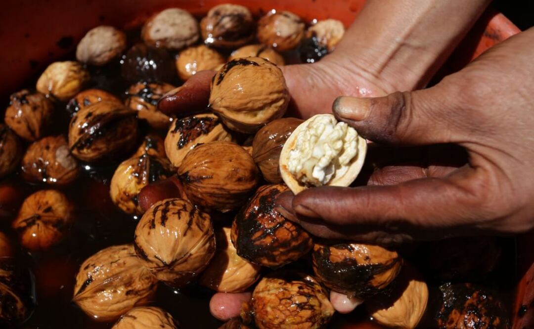 El Concurso de Limpia de Nuez de Castilla se realizará el domingo 27 de agosto en Yancuitlalpan | Foto: Agencia Es Imagen para El Universal Puebla