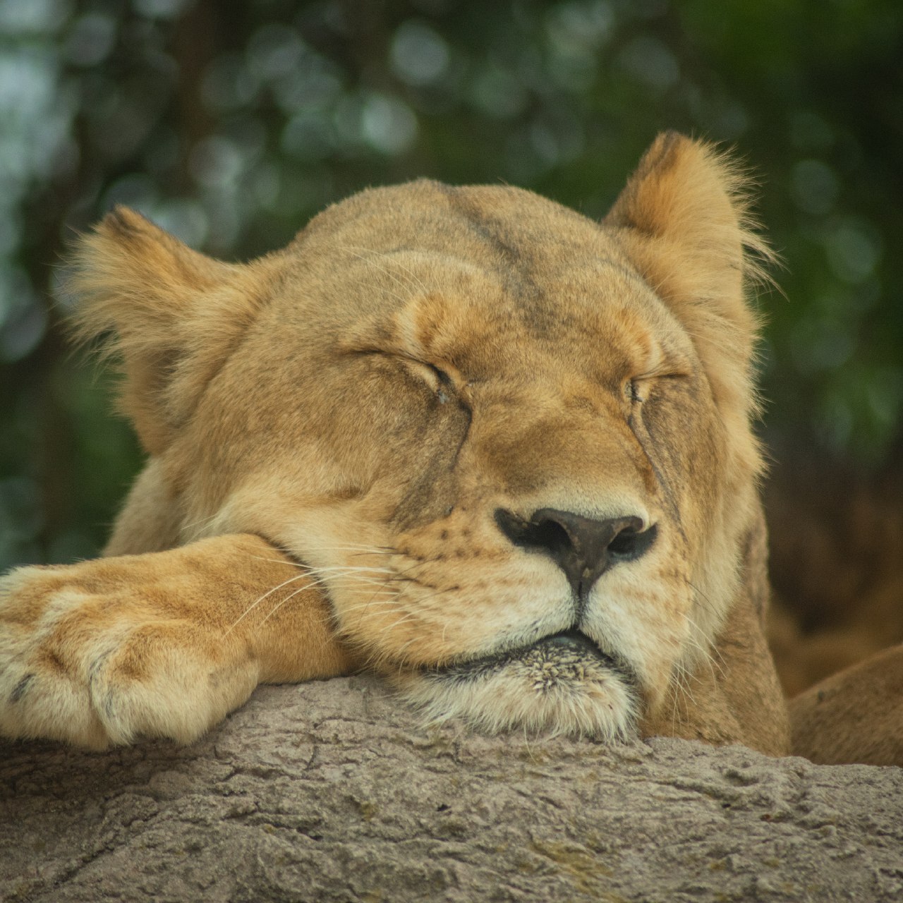 Foto: Africam Safari