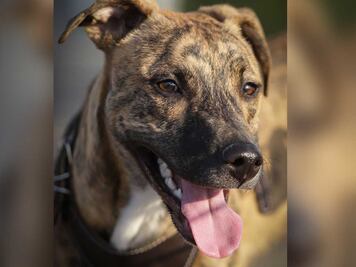 Mañanitas a la Virgen sin pirotecnia, en Tehuacán piden cuidar a los lomitos