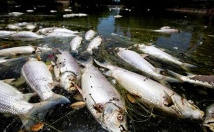 Reportan peces muertos por contaminación de río en Hueytamalco