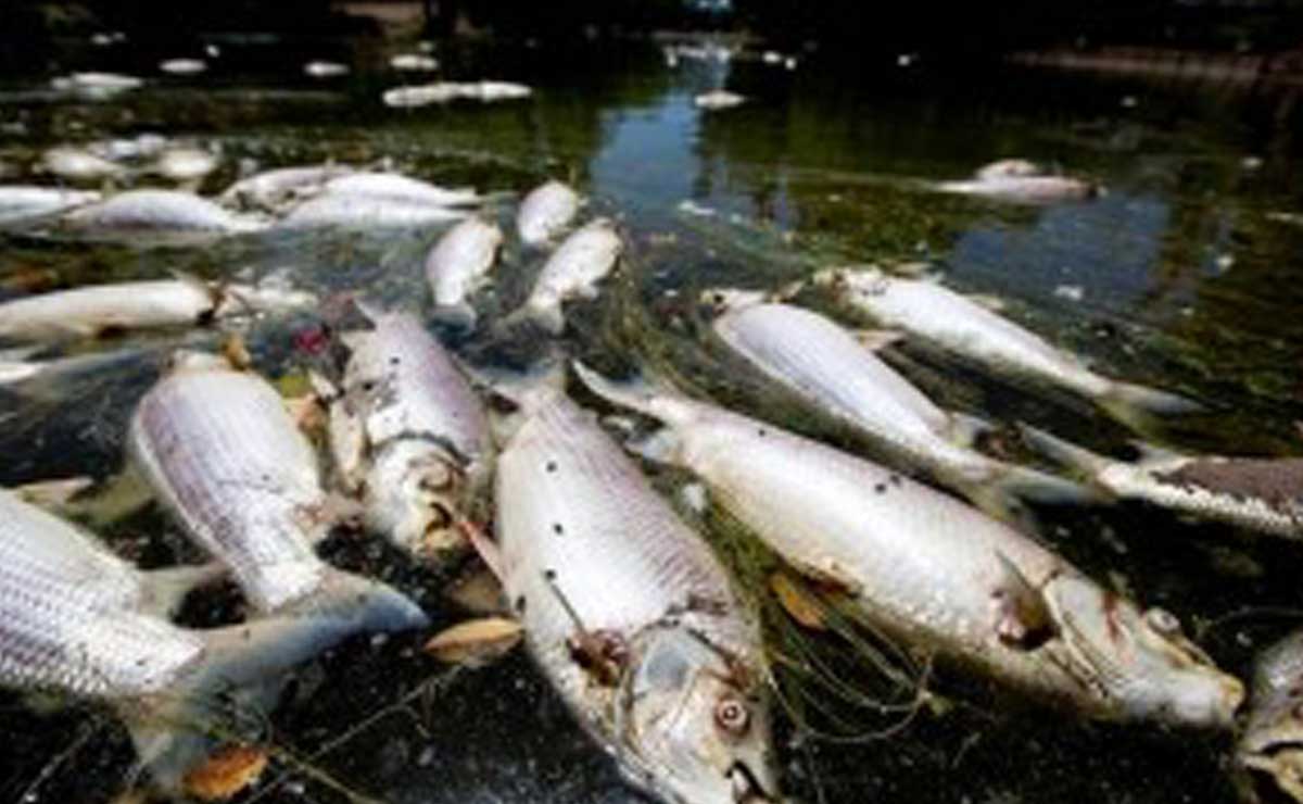 Vecinos del río Metzonate en Hueytamalco reportaron el hallazgo de peces muertos por presuntas descargas de aguas residuales | foto: archivo El Universal
