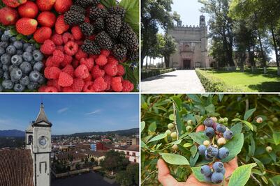 Dos Pueblos Mágicos de Puebla destacan por sus deliciosas berries