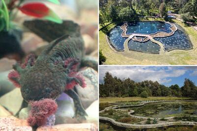 Descubre el bosque más relajante y económico para visitar en Puebla