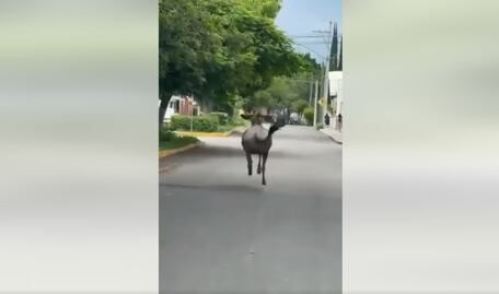 Jumanji en Puebla. Antílope ñu escapó de zoológico de Tehuacán cuestionado por maltrato animal