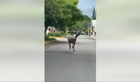 Jumanji en Puebla. Antílope ñu escapó de zoológico de Tehuacán cuestionado por maltrato animal