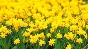 Se eligió el 21 de septiembre para esta tradición porque marca el inicio de la primavera en países latinoamericanos como Perú, Argentina y Chile. 

Foto: Producción El Universal Puebla