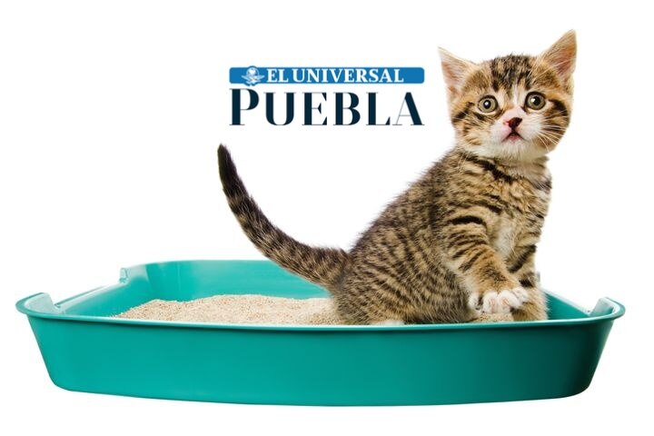 Es fundamental subrayar la relevancia de mantener el arenero de tu gato en condiciones óptimas de limpieza. 
Foto: Producción El Universal Puebla