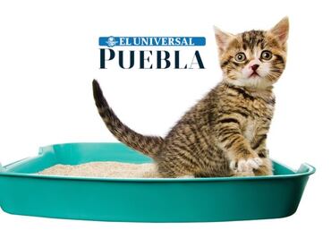 Esto dicen los veterinarios sobre el mejor lugar para colocar el arenero de tu gato