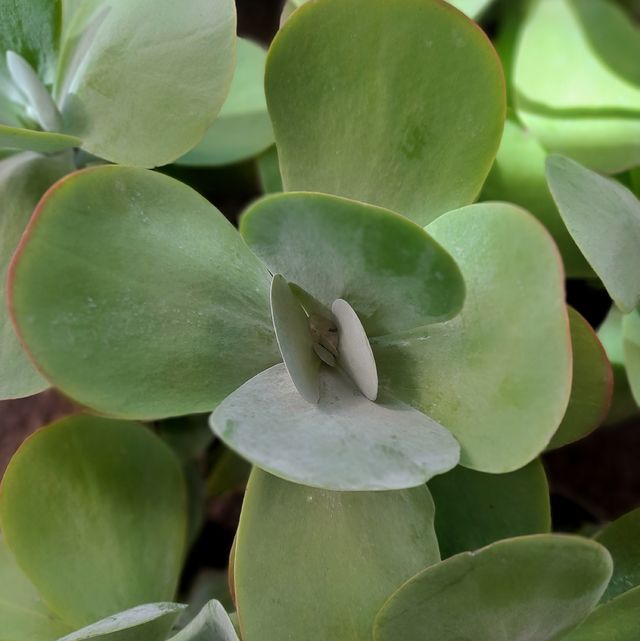 Descubre la majestuosidad y simbolismo del Kalanchoe thyrsiflora. Fuente: Freepik.