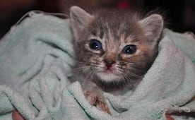 Gobierno de Pepe Chedraui realiza más de 200 jornadas de protección animal