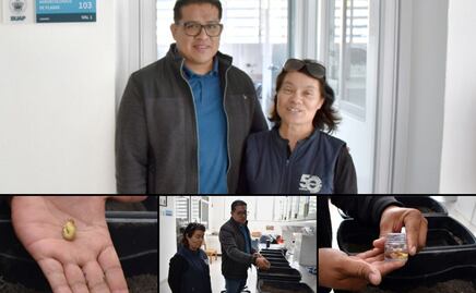 Investigadora de la BUAP estudia el comportamiento biológico de la “gallina ciega” para su control