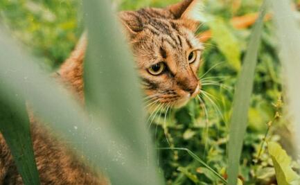 Guia para entender el lenguaje de tu gato, según los movimientos de su cola