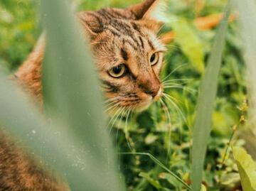 Guia para entender el lenguaje de tu gato, según los movimientos de su cola