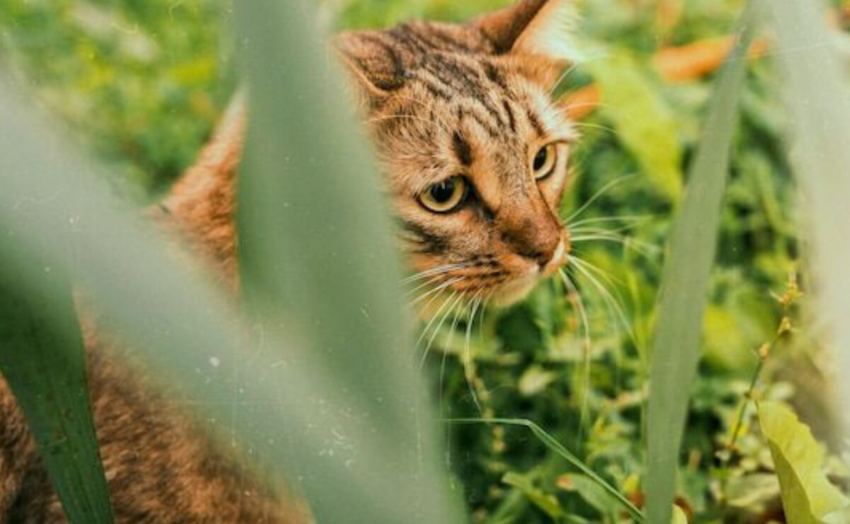 Guia para entender el lenguaje de tu gato, según los movimientos de su cola