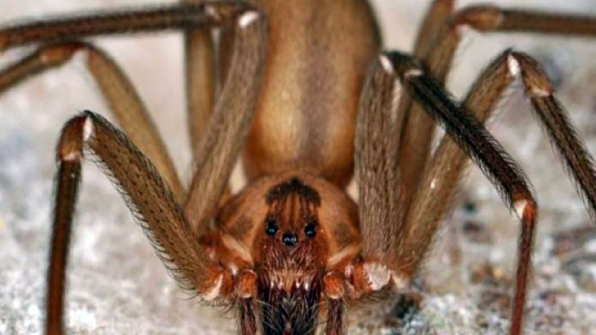 La araña violinista tiene un color uniforme en todo su cuerpo que varía del pardo al café claro, pero el rasgo distintivo es una mancha negra en la cabeza que se asemeja a un violín, lo cual le da su nombre.

Foto: Producción El Universal Puebla