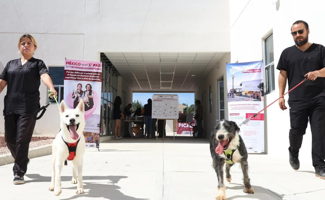 El proyecto se sustenta en la agenda a favor de los derechos del planeta y de los animales, que impulsó el mandatario estatal durante su etapa como legislador | Foto: Gobierno del Estado
