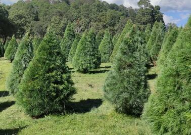 3 lugares para ir por tu árbol de Navidad en Puebla