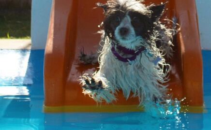 ¡Guau! Un parque acuático para perros en Puebla 