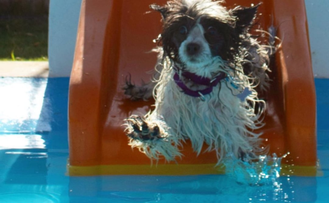 Aquatikan es una propuesta para el esparcimiento de los perrhijos | Foto: Instagram aquatikan