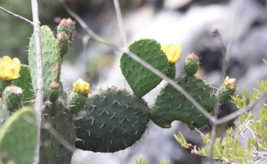 Tras varias semanas de sequía, las lluvias recientes hicieron que la flora creciera