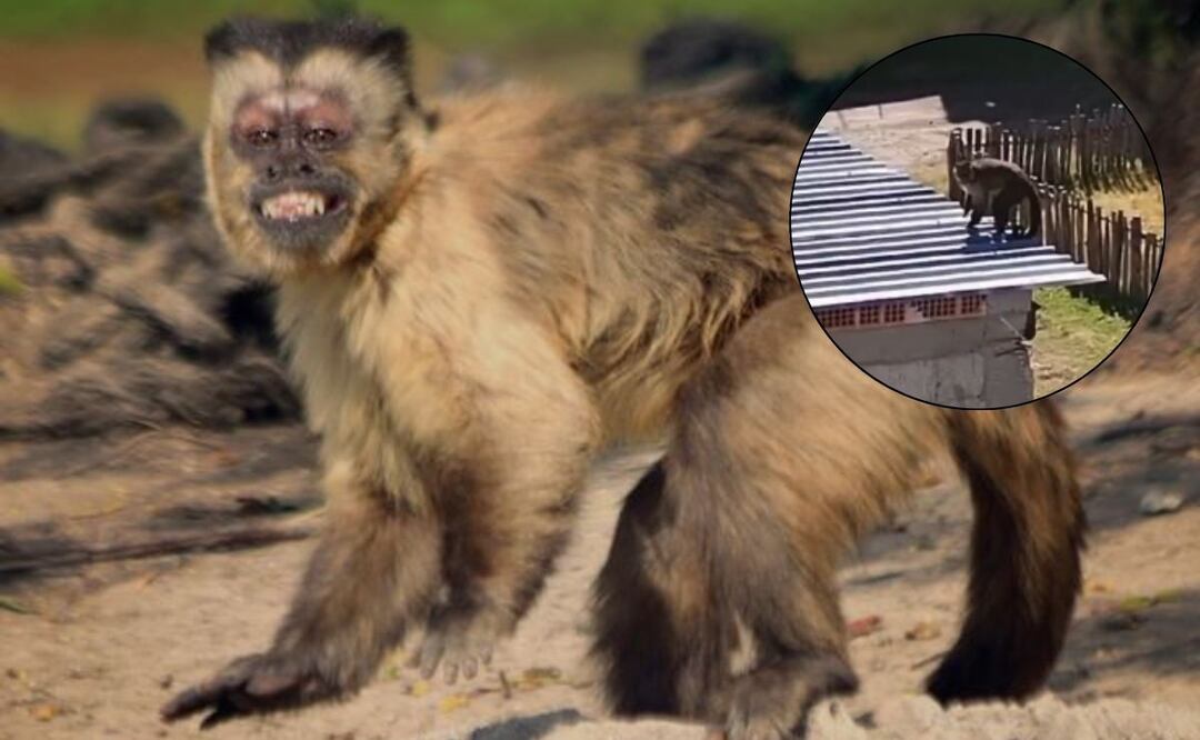 Un mono capuchino fue captado haciendo travesuras sobre el techo de una casa en San Sebastián Aparicio / Foto: Africam Safari / Captura redes sociales