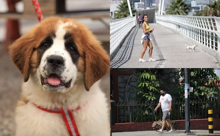 En estos senderos puedes pasear con tus lomitos en Puebla