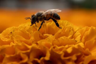 ¿El cempasúchil es afrodisiaco? Estas son sus propiedades curativas