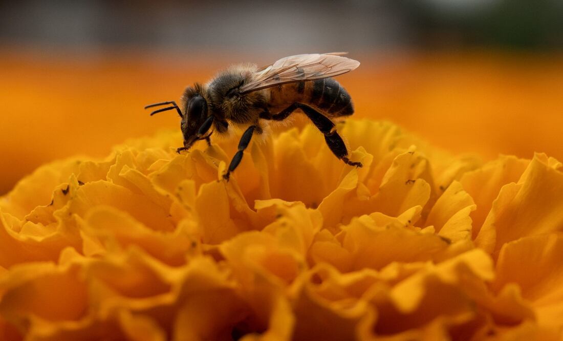 El cempasúchil tiene diferentes propiedades medicinales. Foto: Cuartoscuro