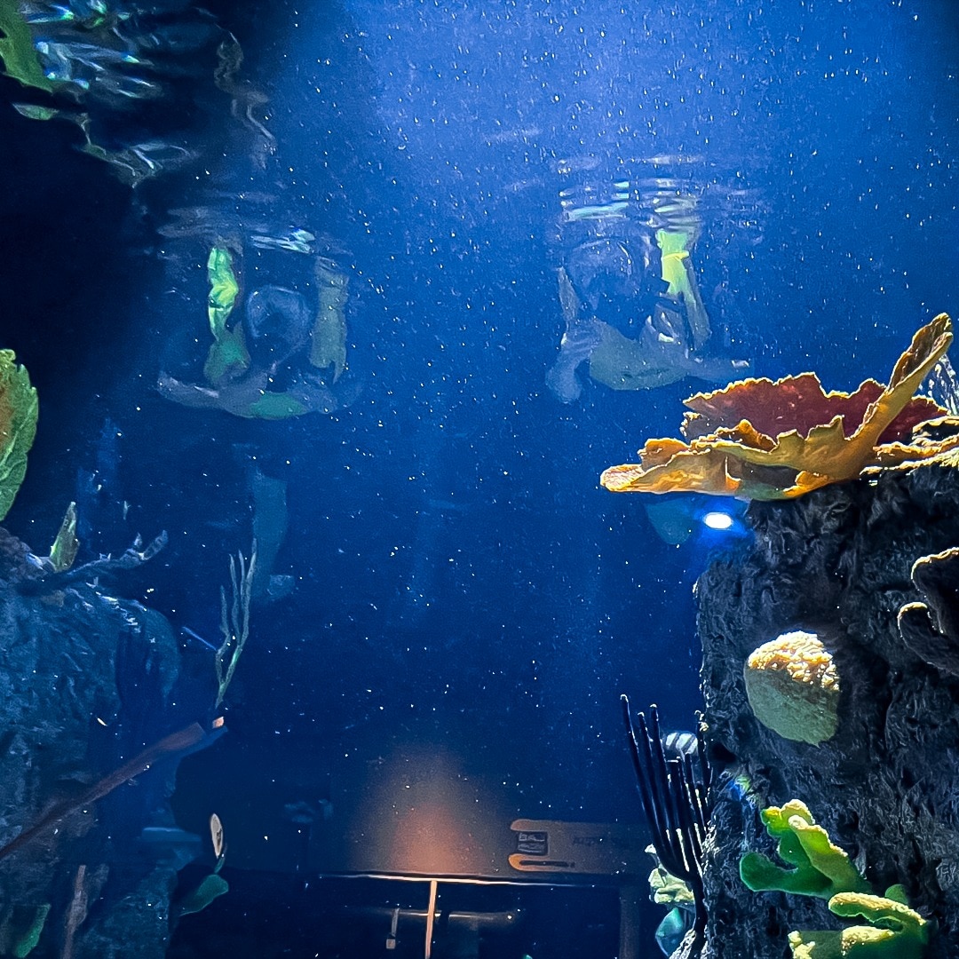 En el Acuario Michin puedes convivir con tiburones y alimentarlos / Instagram @acuariomichinpuebla