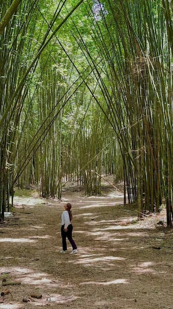 Bosque de bambú | Foto: Google Maps