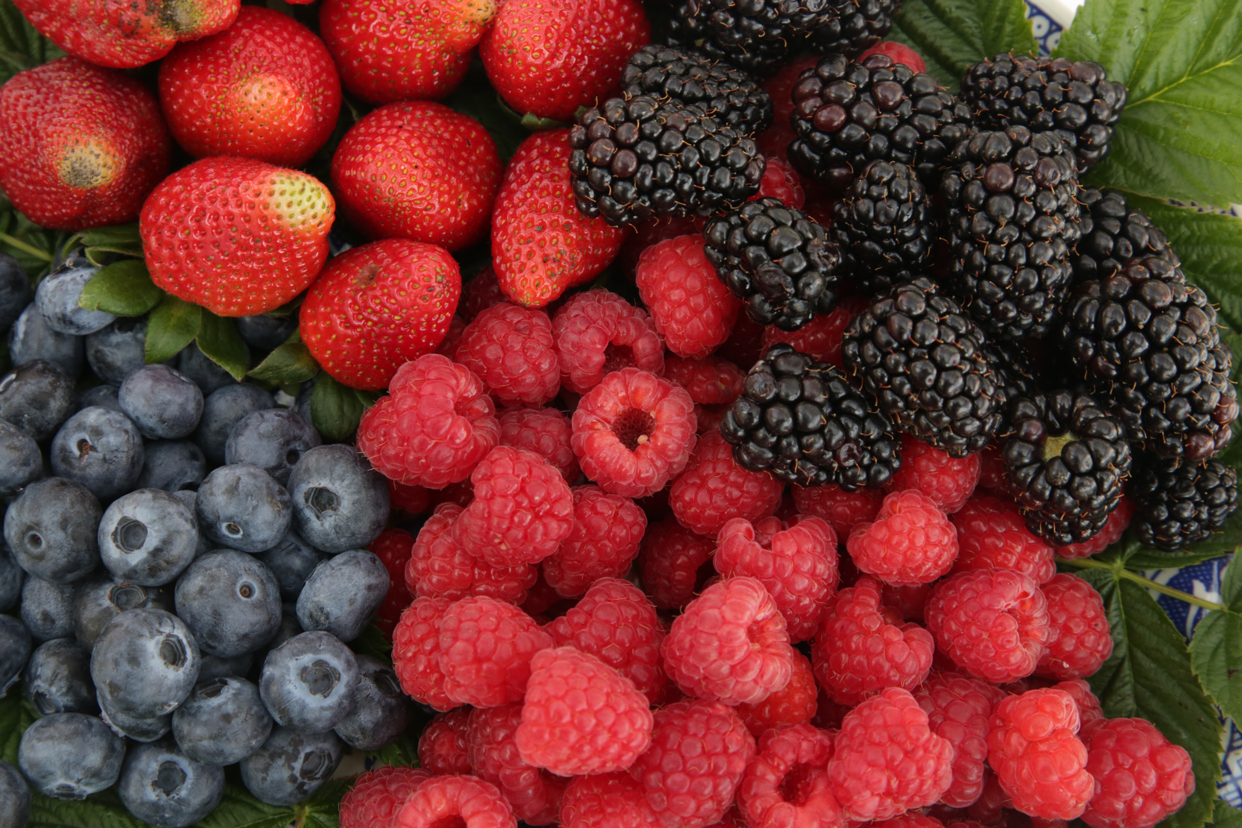 Foto: Berries de Puebla / EsImagen