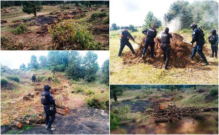 Inhabilita Policía Forestal 11 hornos clandestinos para la deshidratación de madera