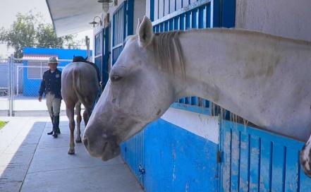 ​Así es la vida de los caballos policía que combaten el crimen