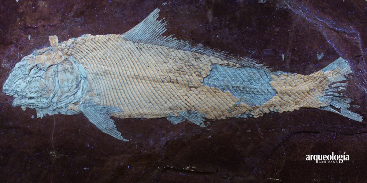 "El pez más bonito de Dios” | Foto:  Facebook Museo Regional Mixteco-Tlayúa