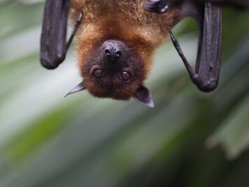 Murciélagos en Puebla. Conoce a este mamífero acusado de causar el Covid-19