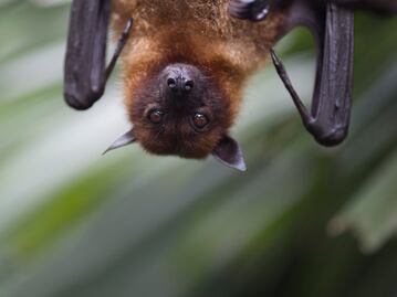 Murciélagos en Puebla. Conoce a este mamífero acusado de causar el Covid-19