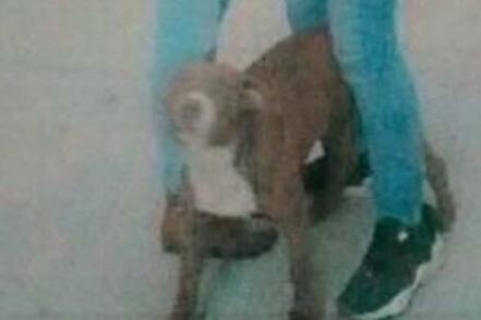 El rescate de los perros Spike y Spay en el socavón de Puebla en fotos y video