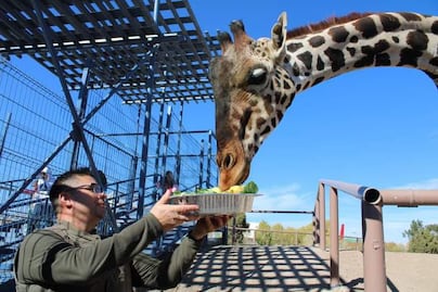 Africam Safari rescata a Benito, una jirafa que no la pasaba bien en Ciudad Juárez
