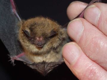 Murciélagos de Puebla son investigados y protegidos por científicos de la BUAP