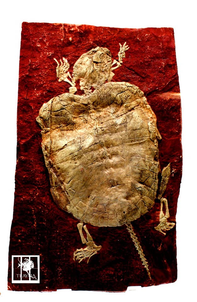 Tortugas pleurodiras | Foto: Facebook Museo Regional Mixteco-Tlayúa