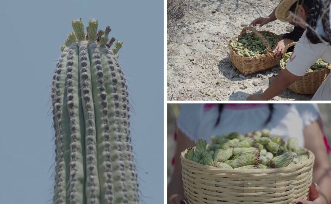 En el municipio poblano de Zapotitlán Salinas se comen larvas y flores de cactus / Foto; Especial