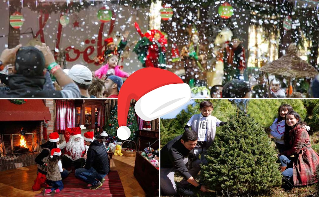 Disfruta del Bosque de la Navidad a dos horas de la ciudad de Puebla I Foto: Bosque del Ciclo Verde