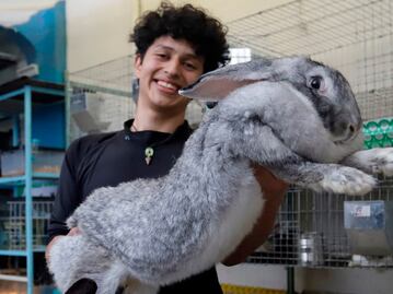 Estudiante mexicano cría los conejos más grandes del mundo en Puebla