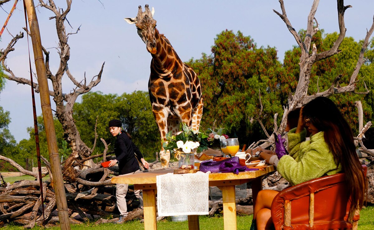 Desayuna rodeado de jirafas, a las que también puedes alimentar, cerca de la CDMX I Foto: Reino Animal