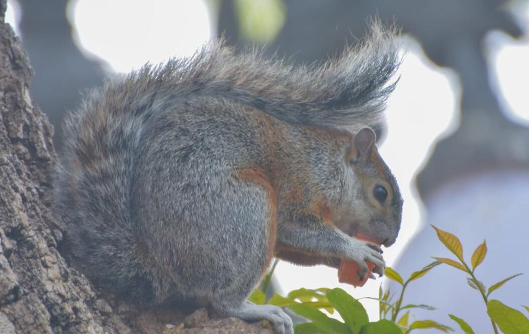 Una plaga de ardillas habría afectado pisos y muros de la Gran Pirámide de Cholula | Foto: Agencia Es Imagen para El Universal Puebla